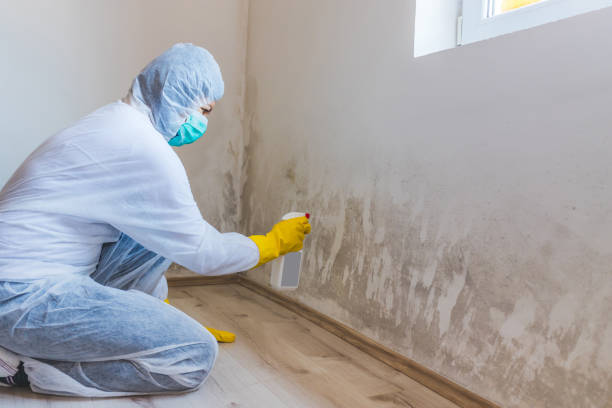 Licensed Black Mold Removal service in Milroy, PA - WQB Mold Removal