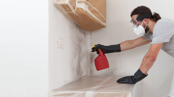 Professional Black Mold Removal technician working in Milroy, PA
