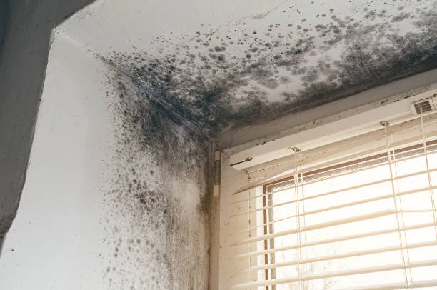 Affordable Black Mold Removal solutions in Milroy, PA